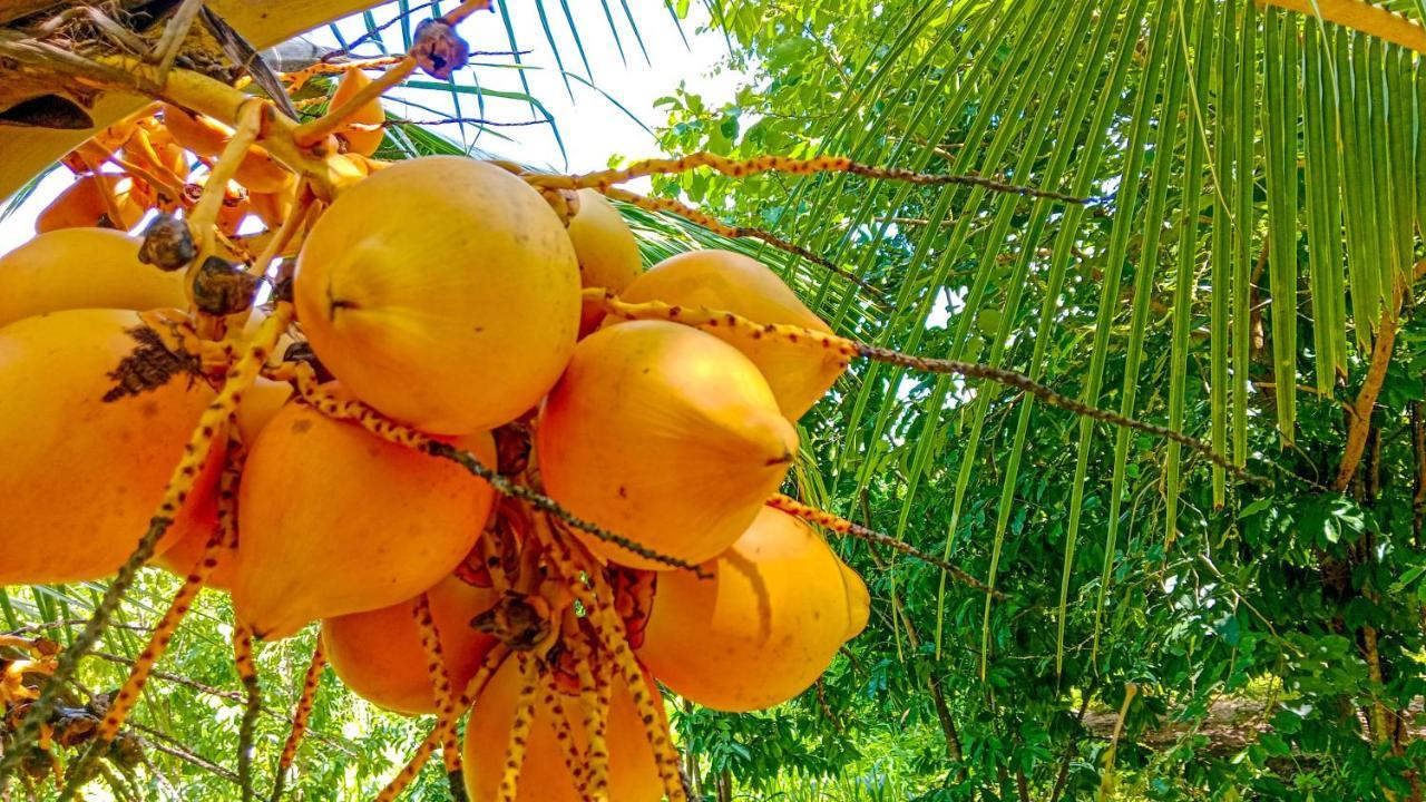 Ceylon Amigos Eco Resort シギリヤ エクステリア 写真